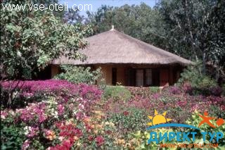 Фото #1Bougainvillees (Bougainvillees)