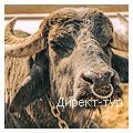 День 3 - Хуст - Хустський замок - буйволиная ферма "Карпатский буйвол" - дегустация Закарпатского вина